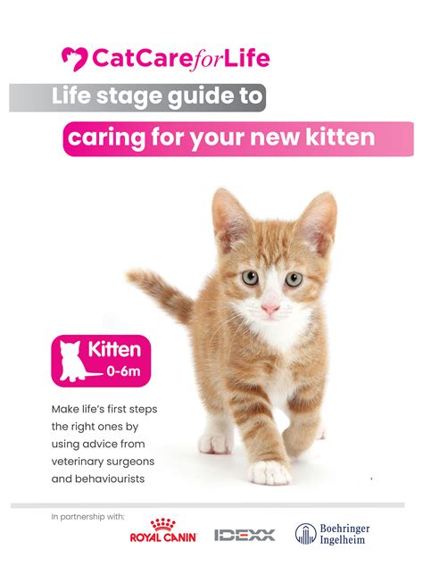 Kitten 06 Months Cat Care For Life