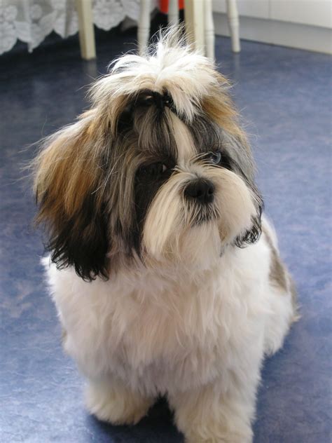 Pics of shih tzu puppies. Shih Tzu - Wikipedia