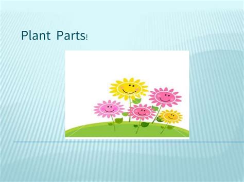 44 Plant Parts Powerpoint Ppt