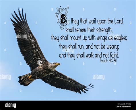 El águila Calva Isaías 4031 Versículo Bíblico Cita Fotografía De Stock