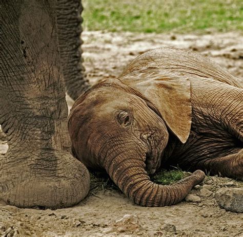 Elefanten Halten Neuen Rekord Mit Kürzestem Schlaf Welt