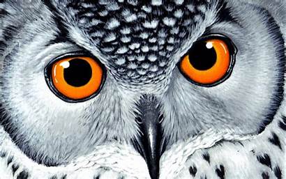 Owl Cool Wallpapers Wallpapersafari