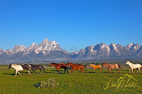 Running Horses Grand Tetons Grand Teton National Park The Hole