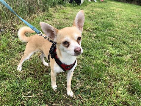 Pedro 6 Year Old Male Chihuahua Available For Adoption