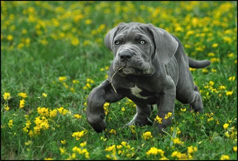 See pictures of the great dane bullmastiff mixes from around the world! great dane bullmastiff mix | the daniff breeder great ...