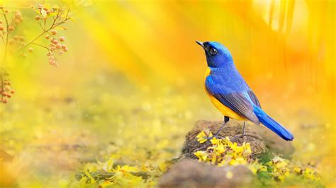 Blue Yellow Bird Is Standing On Stone In Yellow Background