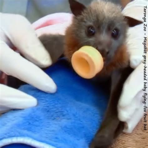 Taronga Zoo Megabat Grey Headed Baby Flying Fox Fruit Bat