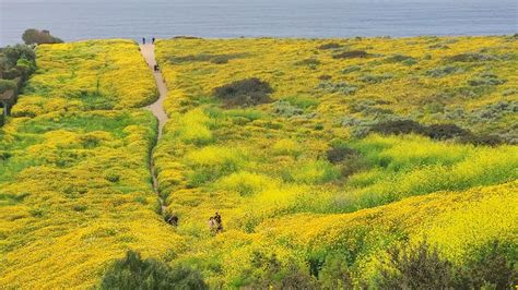 Wildflower Superbloom At Oceans Trail Reserve In Palos Verdes Ca With