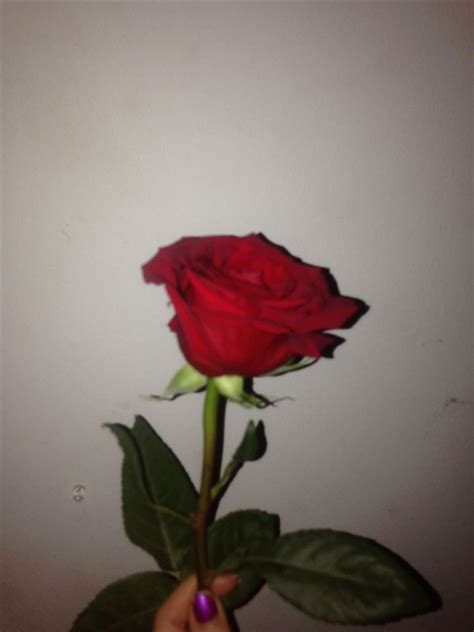 More images for red rose background tumblr » @ᎷᎪᏙᏆᏚ ᎡᎾᏚᎬ | Aesthetic roses, Flower aesthetic, Rose tumblr