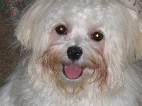 Risks Of Using Angel Eyes Maltese Dogs Forum Spoiled Maltese Forums