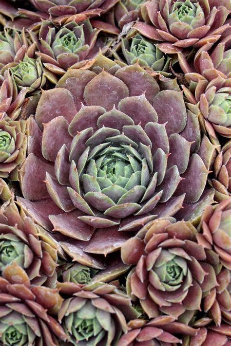Hen And Chicks Succulent Plant Stock Photo Image Of Backyard