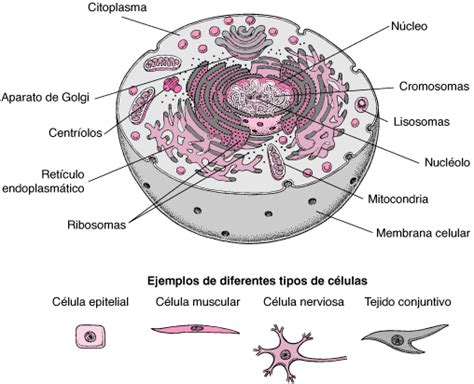 Top 106 Imagenes De Diferentes Tipos De Celulas Del Cuerpo Humano