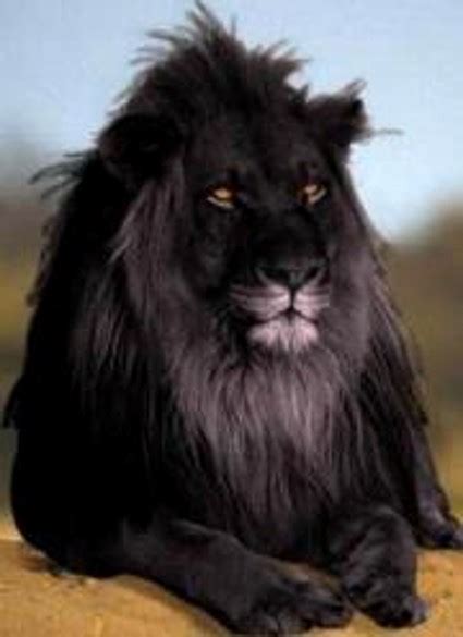 Photo Explanations Black Lion