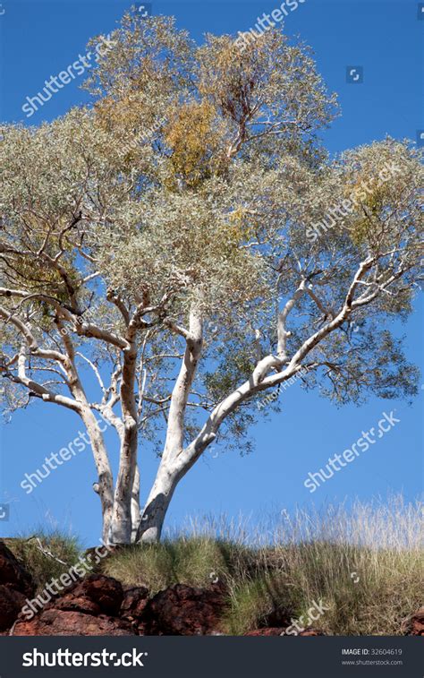 Eucalyptus Tree Stock Photo 32604619 Shutterstock
