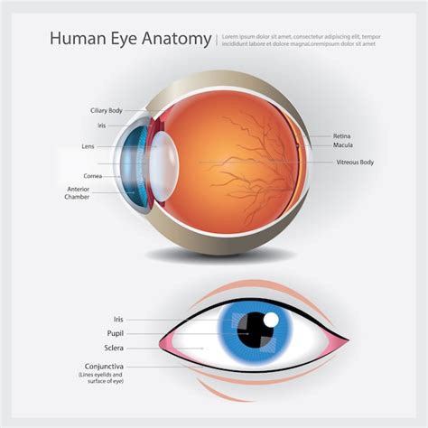 Free Vector Human Eye Anatomy Vector Illustration