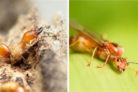 Termites Vs Flying Ants The Differences You Need To Know And Why You