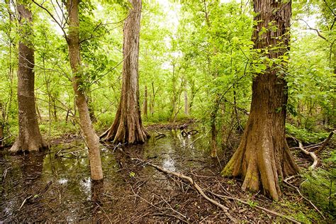 Woodlands Conservancy Creating A Legacy For Future Generations