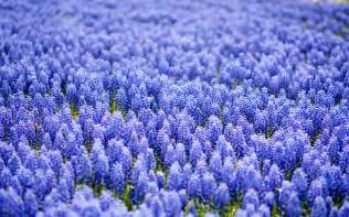 Blue Hyacinths Hd Desktop Wallpapers 4k Hd