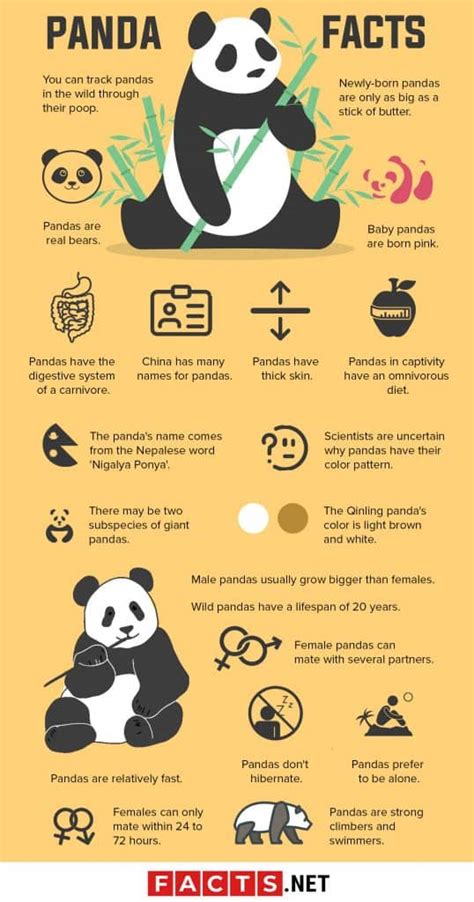 Panda Infographic Panda Facts Panda Happy Panda Riset
