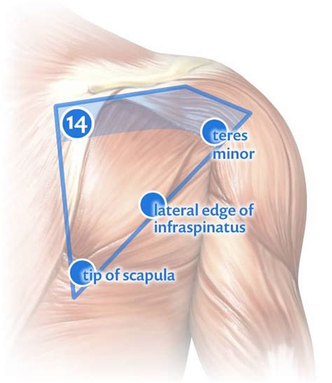 Massage Therapy For Shoulder Pain Trigger Point 14 And Closely