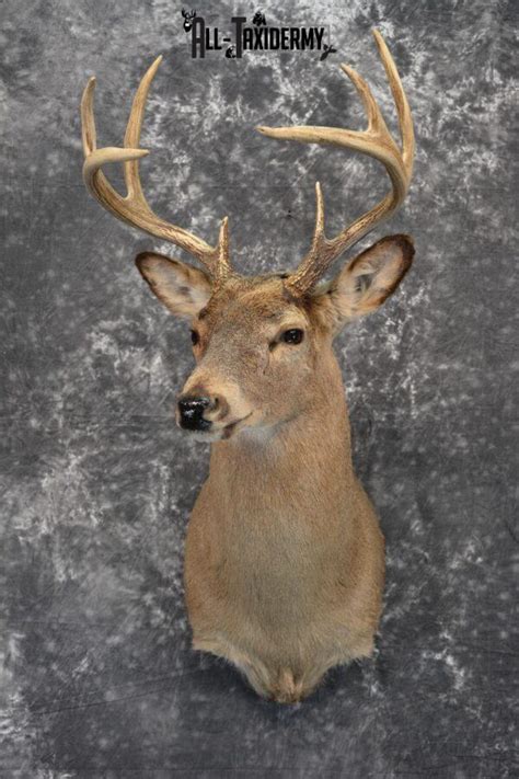 Whitetail Deer Fawns Taxidermy For Sale Sku 1153 All Taxidermy