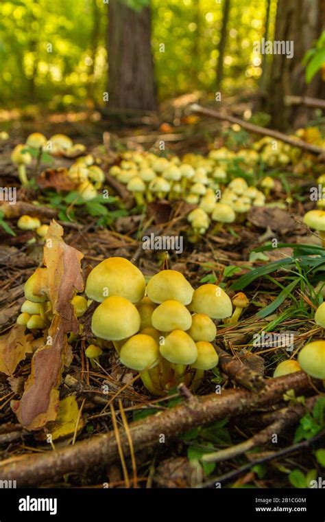 Colony Of Mushrooms Hi Res Stock Photography And Images Alamy
