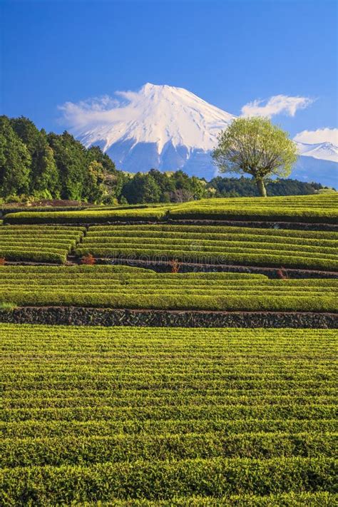 Tea Plantation And Mt Fuji Stock Photo Image Of Sprouts Ecology