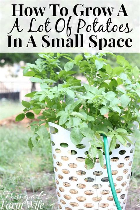 The potatoes should mature in 70 to 90 days. How To Grow Potatoes In Containers | The Frugal Farm Wife