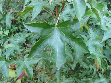 We did not find results for: Plants of the Week: Sweet gum (Liquidambar styraciflua ...