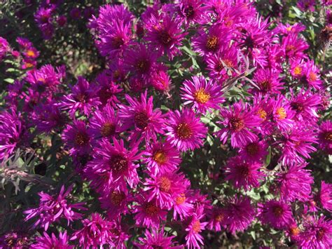 Asters In Autumn Knechts Nurseries And Landscaping
