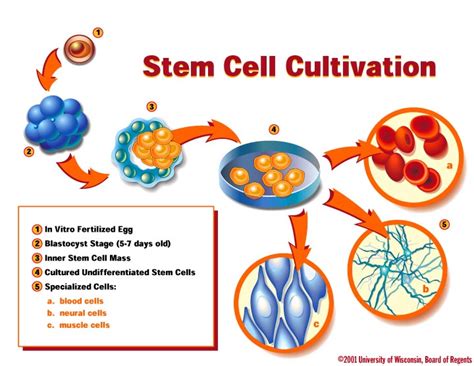 Stem Cell Cultivation Graphic