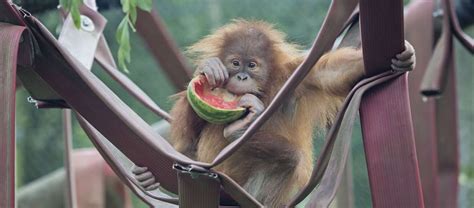 Lets Meet The Residents At Monkey World Limas Blog