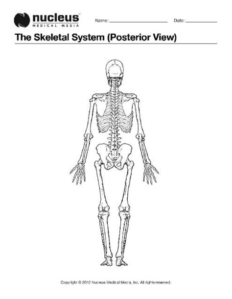 The Skeletal System Posterior View Is Shown In Black And White As Well