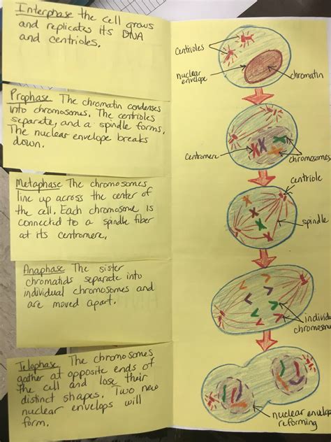 Mitosis Foldable By Cthomasbiology Mitosis Science Cells Teaching