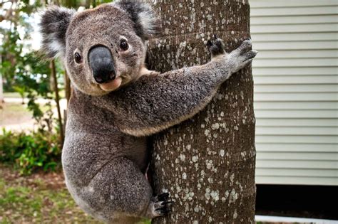 7 Interesting Facts About Koalas Including How They Better The Planet Brightly