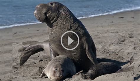The Elephant Seals Are Getting After It Right Now The Inertia