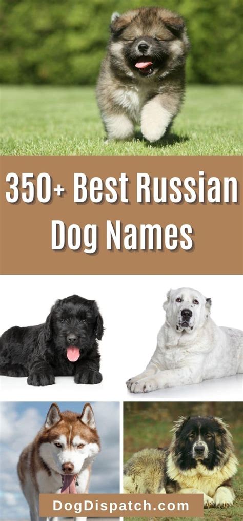 350 Best Russian Dog Names 2022 Updated Dog Dispatch