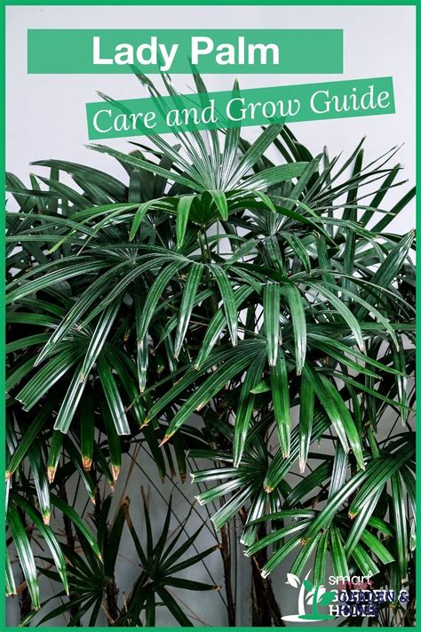 Lady Palm Plant Care And Grow Guide Artofit