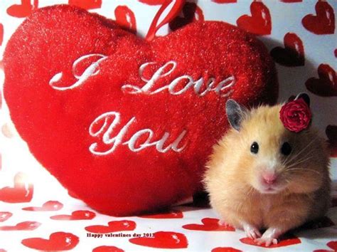 Cute Valentines I Love You Quote Pictures Photos And Images For