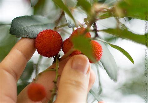 Strawberry trees are also extremely popular for the pounds of delicious fruit they produce every summer. Strawberry tree jam - Juls' Kitchen