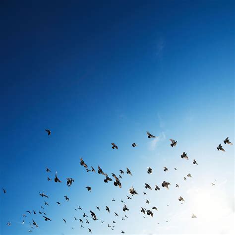 Flock Birds Flying Animals Blue Sky Animal Group Of Animals