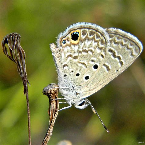 Ceraunus Blue Butterflies Of Tucson Arizona INaturalist