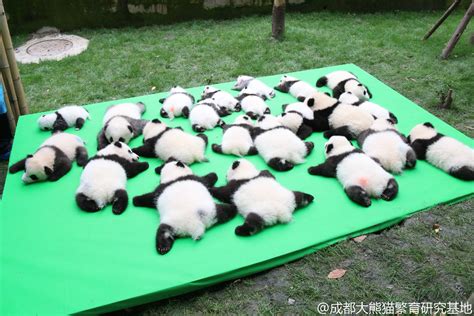中国・成都でお披露目された23頭の子パンダが、尋常じゃなく可愛すぎるので見てください Togetter
