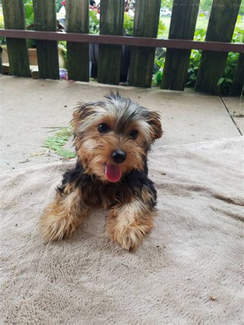 Browse thru our id verified puppy for sale listings to find your perfect puppy in your area. Morkie Puppies For Sale | Lewisville, TX #303188 | Petzlover