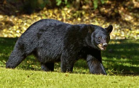 Are Black Bears Dangerous Map Of Black Bear Attacks Since 2011