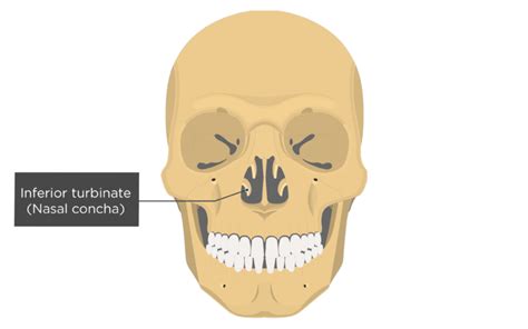Nasal Vomer And Inferior Turbinate Concha Bones Anatomy