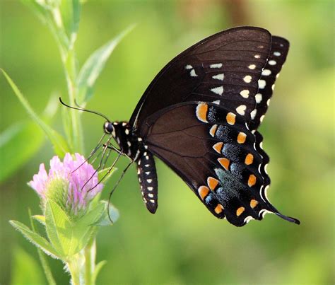 Spicebush Swallowtail Alabama Butterfly Atlas