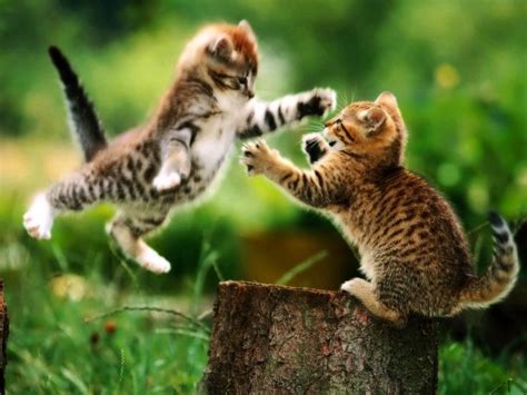 Ninja Cat Stealth Mode Kittens Cutest Cats And Kittens Cats