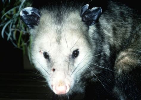 How To Get Rid Of Possums In The Yard Ehow