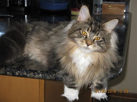 In 2016, another maine coon has gotten this recognition. Maine Coon Weight Submissions - For Worldwide Project ...